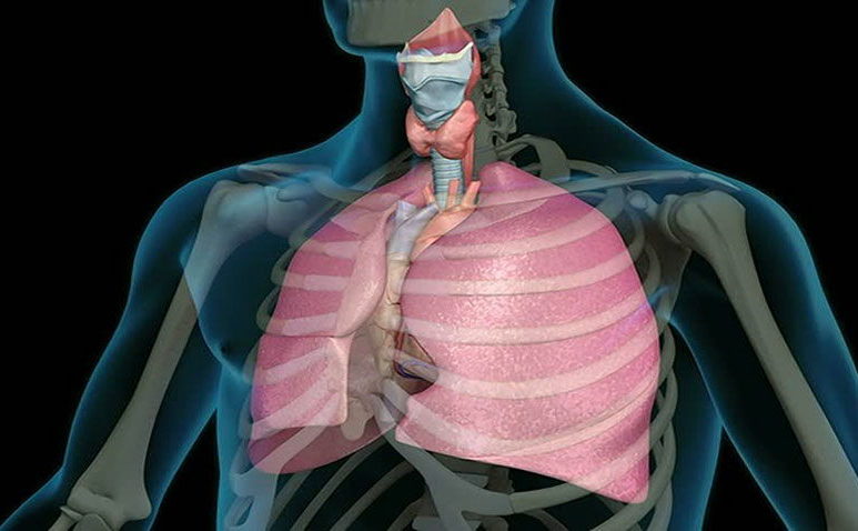 ortho-bionomy struttura respiro