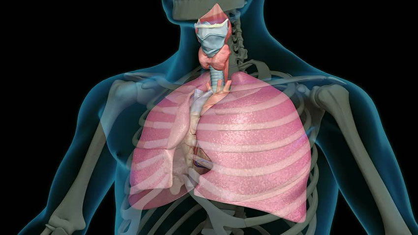 ortho-bionomy struttura respiro